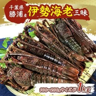 勝浦産 伊勢海老三昧!100〜200gサイズが1kg 