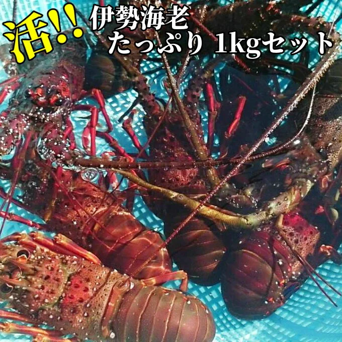 伊勢海老 活 1kg 天然 小ぶり 房州産 たっぷり 1kgセット (7〜10尾入) 