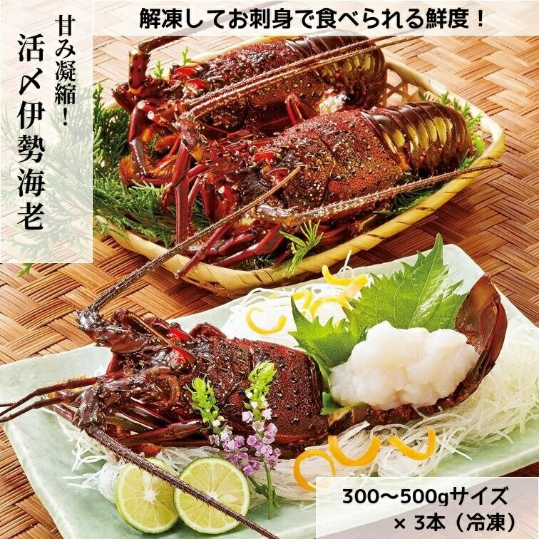 伊勢海老 特大 冷凍 900g 急速凍結で甘み凝縮!特大伊勢えび 3本セット 