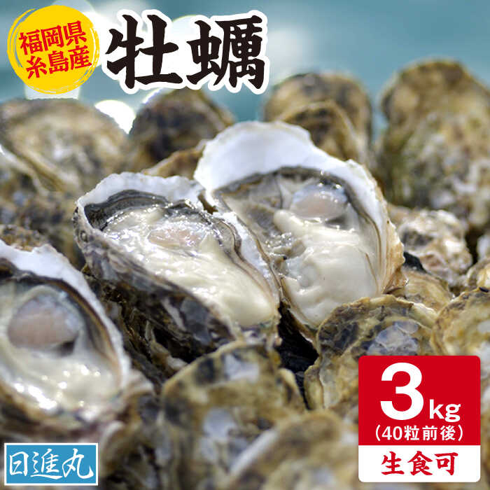 殻付き生牡蠣 3kg 生食用/牡蠣ナイフ付き (40粒前後) 