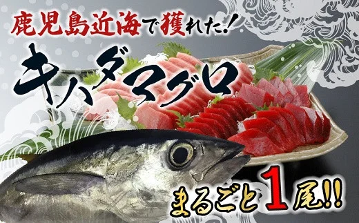 鹿児島近海キハダマグロ1尾
