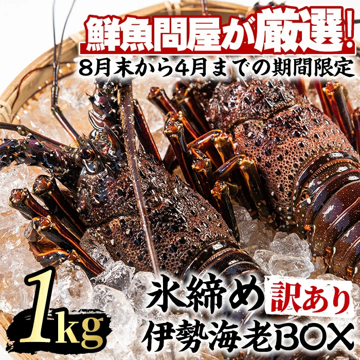 ＜訳あり＞朝獲れ発送！鮮魚問屋が厳選した氷締め伊勢海老(2尾・総量1kg以上) 