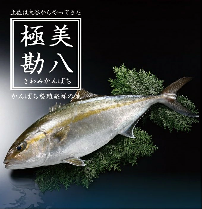 カンパチ 1節セット 極美勘八