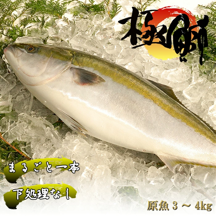 丸ごと 一本 ブランド鰤「極みブリ」3~4kg