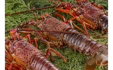 特大伊勢エビセット(3尾 約1.8〜2kg) 