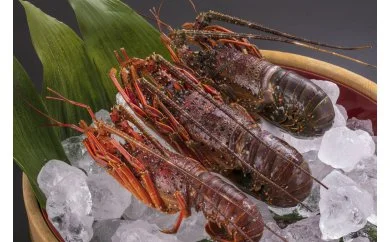 冷凍伊勢エビ (3尾 約1kg) 