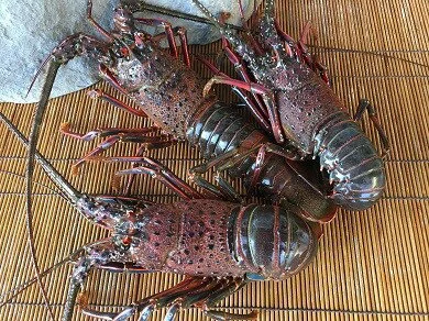 L-5活伊勢海老セット 