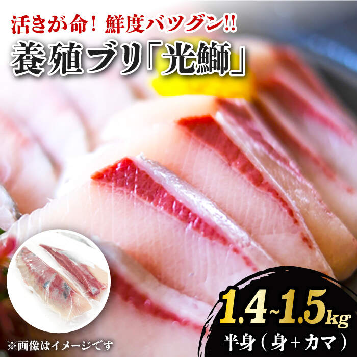 養殖 ブリ 「光鰤」半身(刺身用)1.4~1.5kg<小山水産>