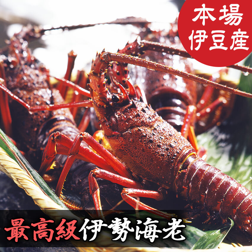 藤幸水産の「プロの仲卸が選んだ厳選荒波育ちイセエビ」（700g） 