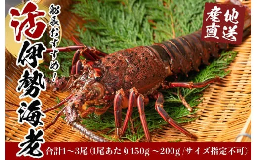 船長おすすめ!産地直送!活伊勢海老 1〜3尾セット 