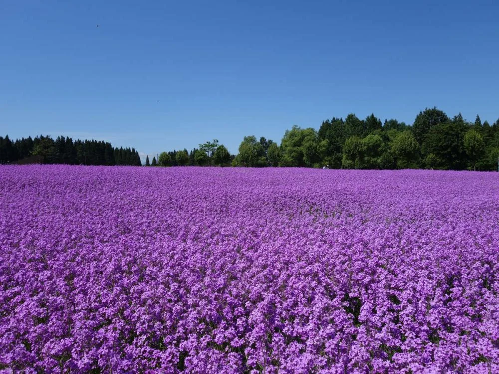 あてま温泉　当間高原リゾート　ベルナティオ 絶景