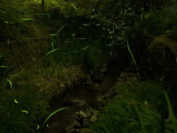 嬉野温泉　大正屋　椎葉山荘からの絶景・眺望