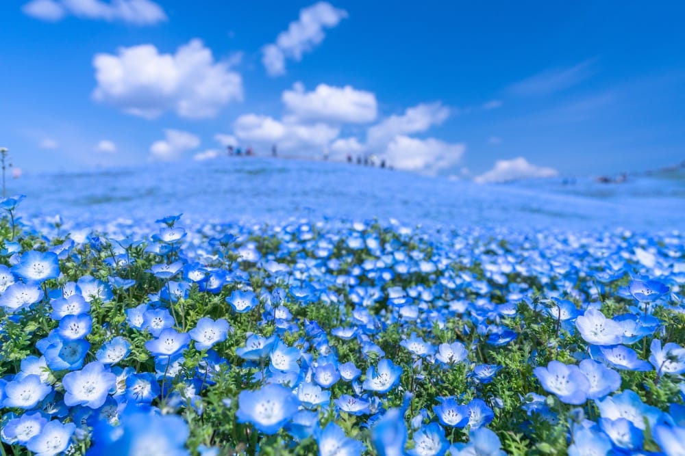 国営ひたち海浜公園