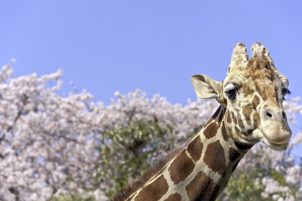 野毛山動物園