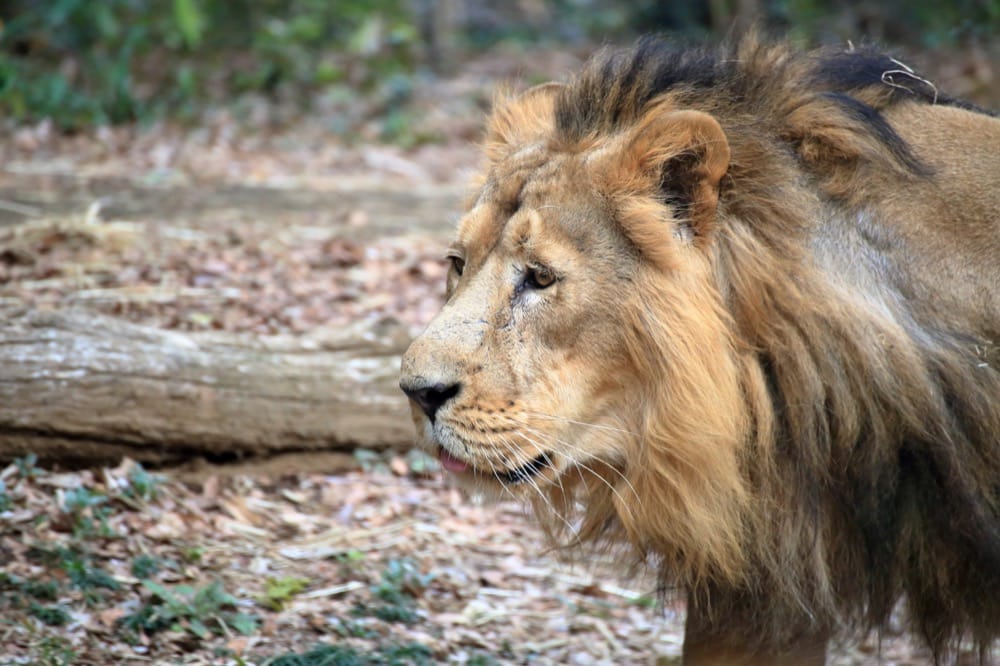 よこはま動物園ズーラシア