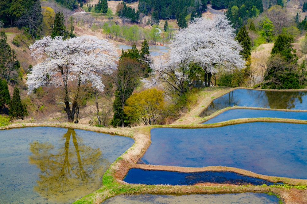 星峠の棚田
