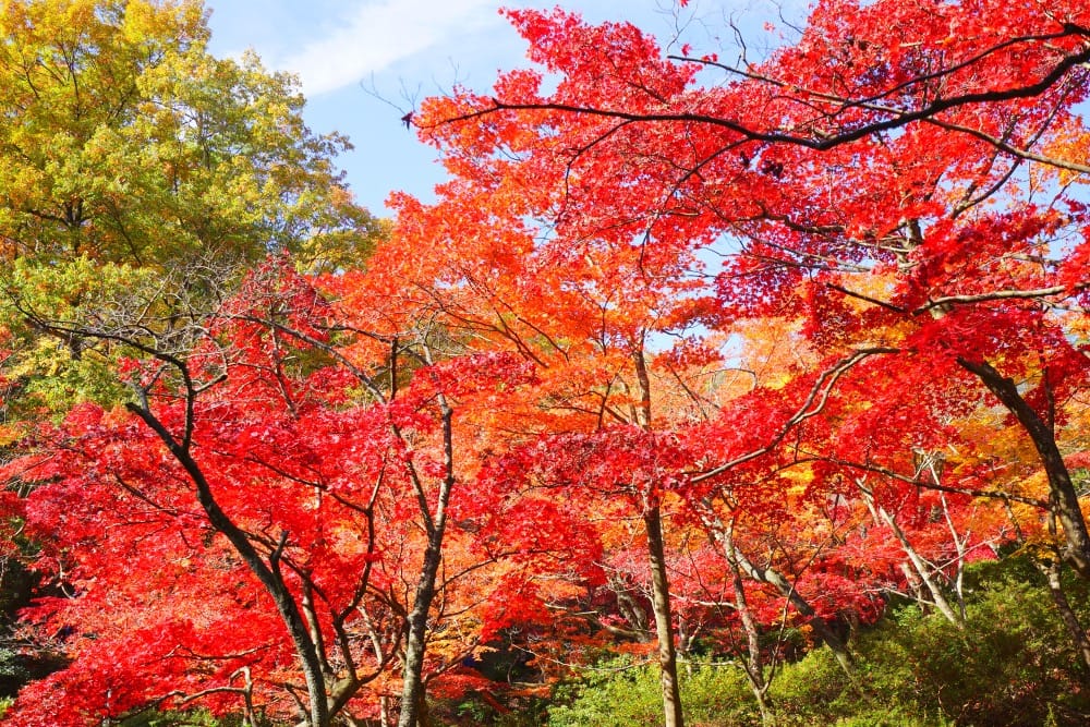 彌彦神社