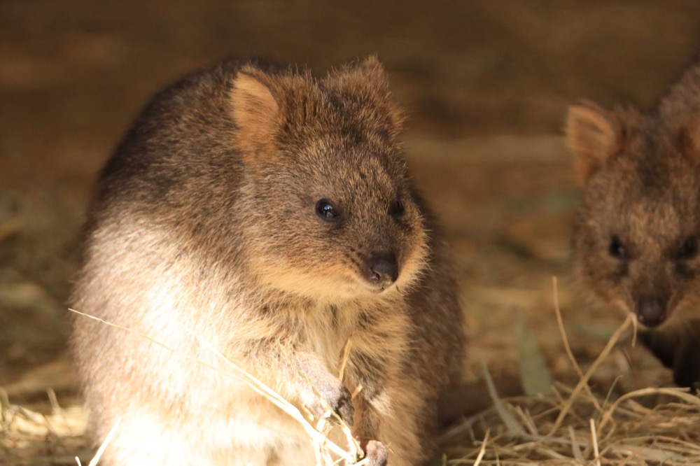 埼玉県こども動物自然公園