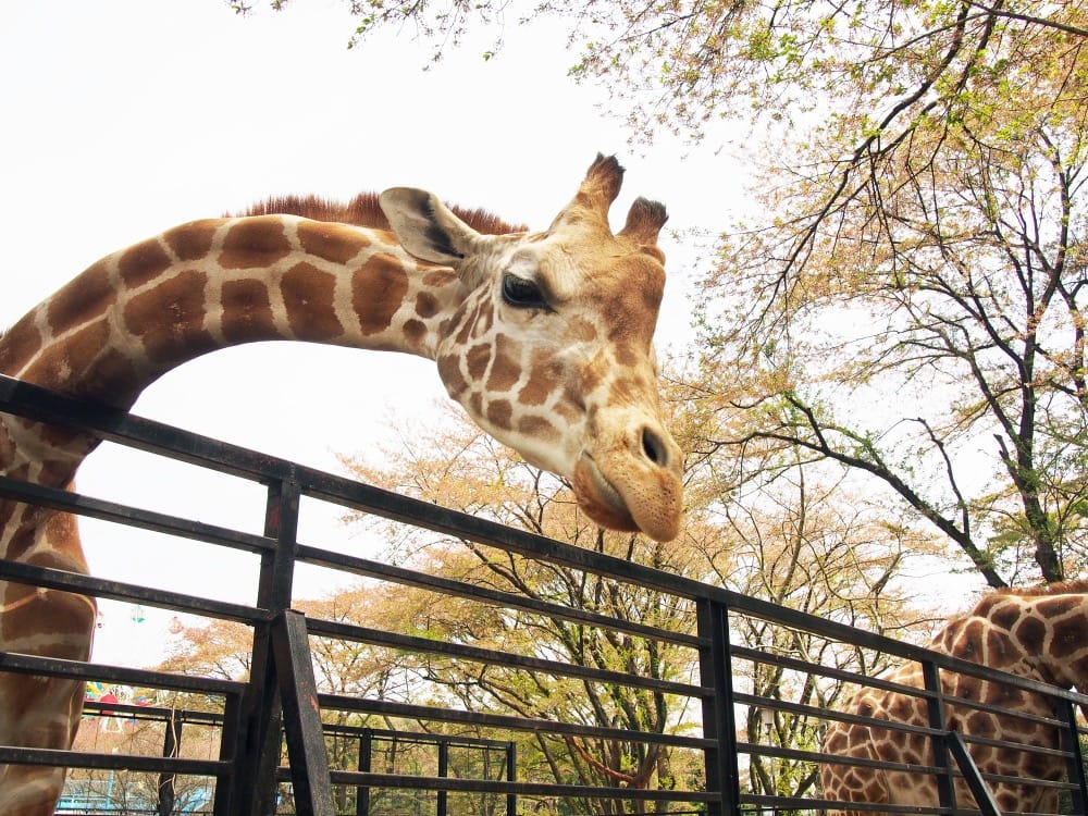 宇都宮動物園