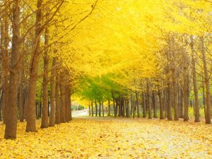 秋の観光スポットのイメージ