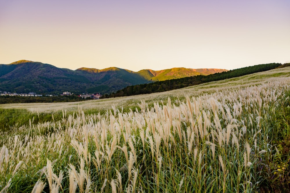 仙石原のイメージ