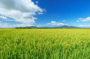 新潟県のイメージ