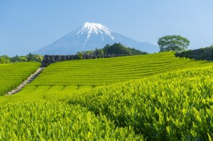 静岡県のイメージ