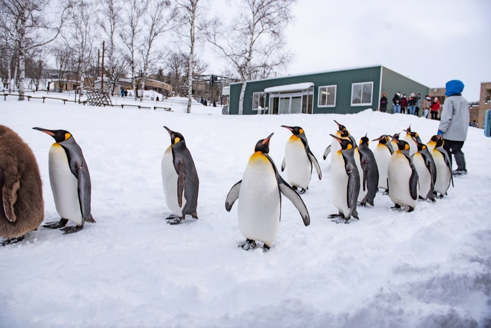 旭山動物園のペンギンのお散歩