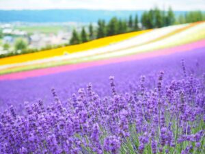 夏の観光スポットのイメージ