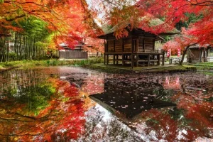 紅葉のイメージ
