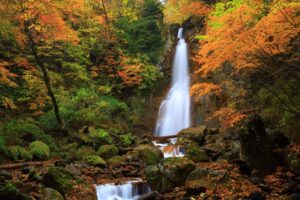 紅葉のイメージ