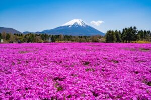 春の観光スポットのイメージ
