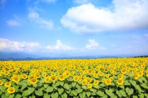夏の観光スポットのイメージ
