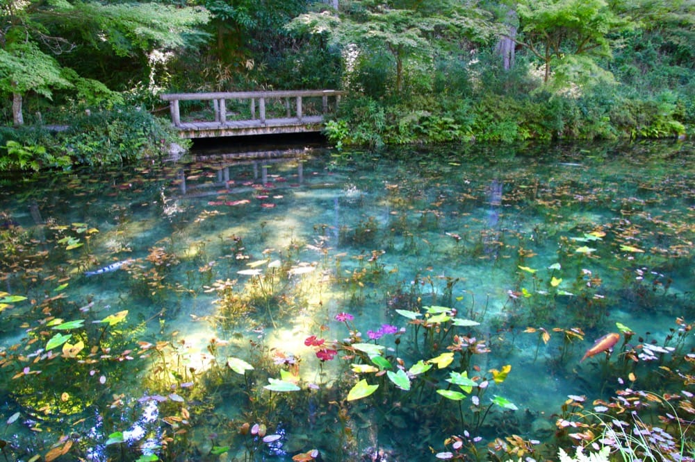 フォトジェニックなモネの池