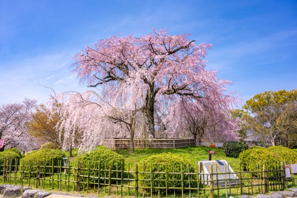 春に行くべき京都の観光スポット