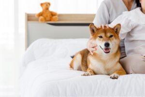 ペットOKのイメージ