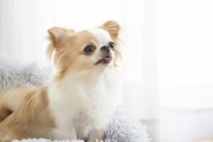 ペットOKのイメージ