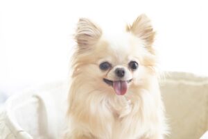 ペットOKのイメージ