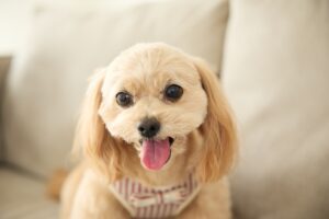 ペットOKのイメージ