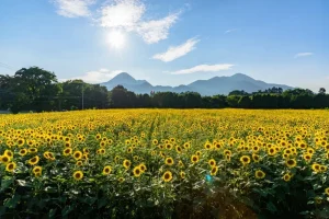 女子旅のイメージ