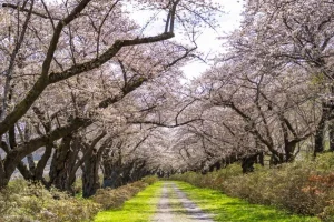 春の観光スポットのイメージ